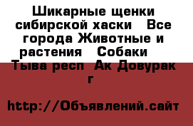 Шикарные щенки сибирской хаски - Все города Животные и растения » Собаки   . Тыва респ.,Ак-Довурак г.